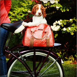 Pro Tips: Biking With Your Dog